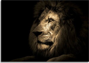Obraz Styler Glas Animals Lion