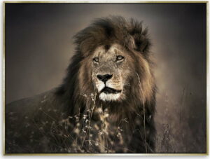 Obraz lva na plátně Styler Golden Lion