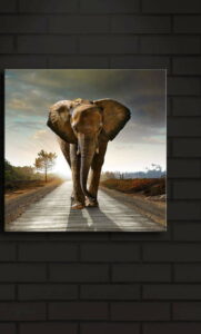Podsvícený obraz Elephant