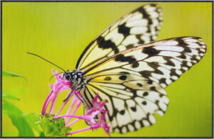 Zelený koberec Oyo home Butterfly