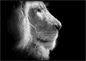 Černo-bílý plakát DecoKing Lion King