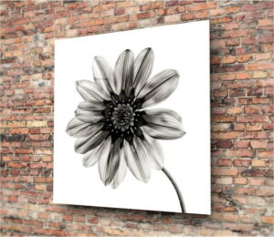 Černo-bílý skleněný obraz Insigne Flower