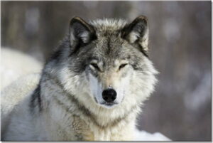 Obraz Styler Glasspik Animal Wolf