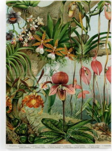Obraz na plátně Surdic Jungle Flowers