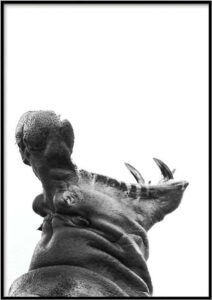 Plakát DecoKing Hippopotamus