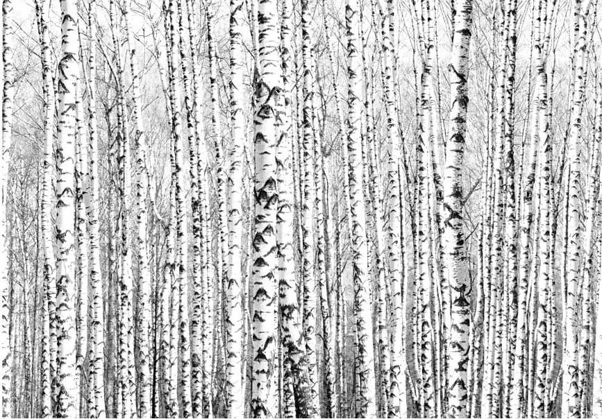 Velkoformátová tapeta Artgeist Birch Forest