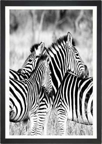 Obraz Tablo Center Zebras