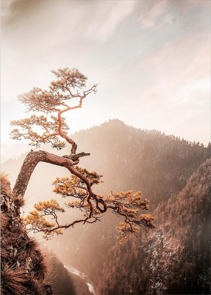 Skleněný obraz 50x70 cm Brown Tree – Styler Styler