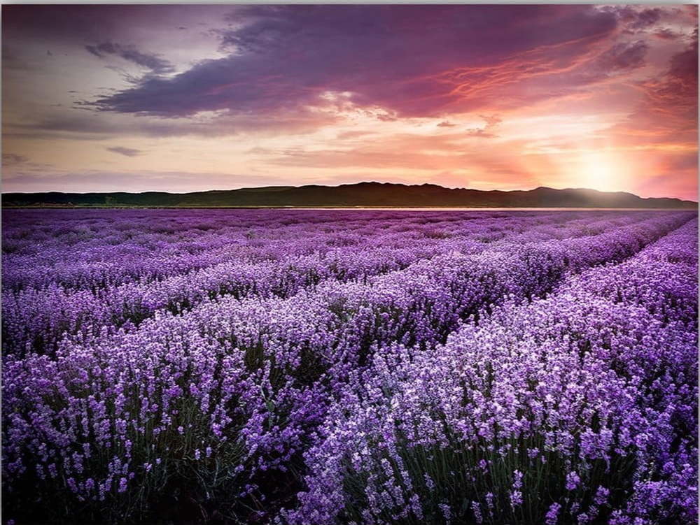 Obraz 100x70 cm Lavender Field – Wallity Wallity