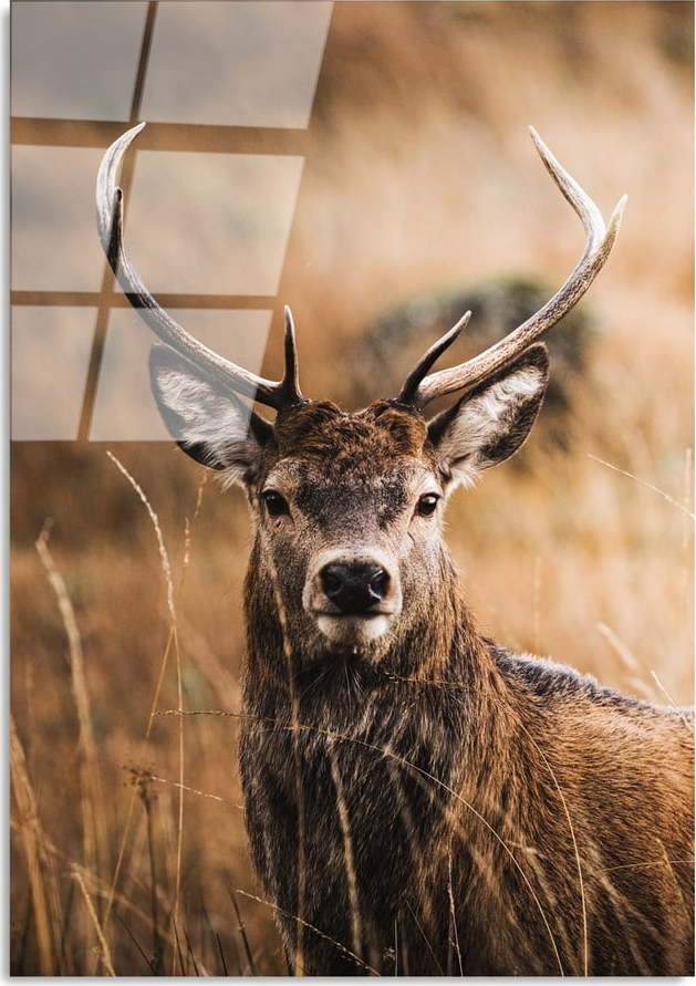 Skleněný obraz 70x100 cm Deer – Wallity Wallity