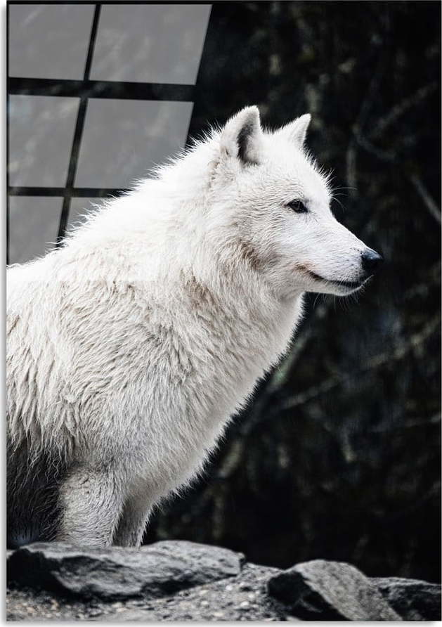 Skleněný obraz 70x100 cm White Wolf – Wallity Wallity